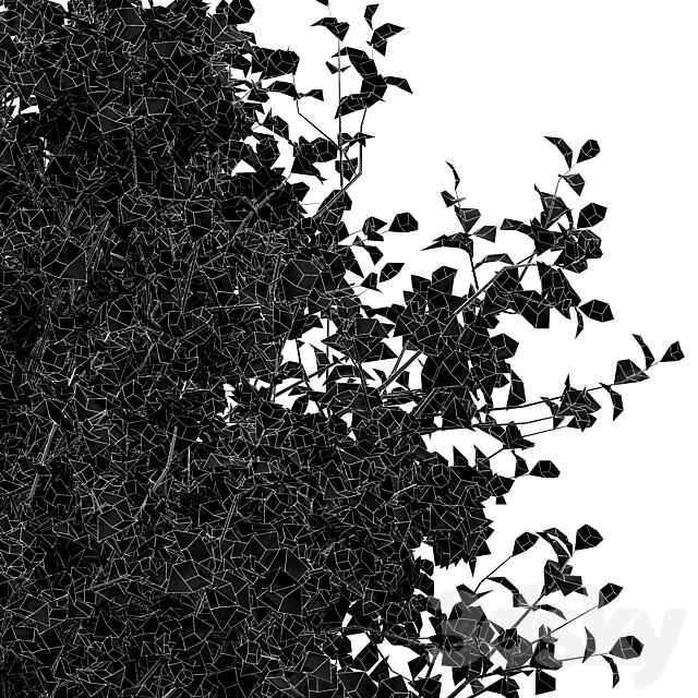 Beautiful 2Trees Bush Leaf