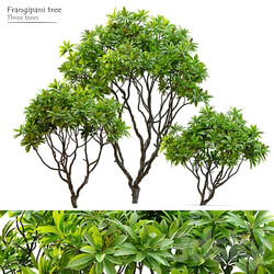 Frangipani tree 