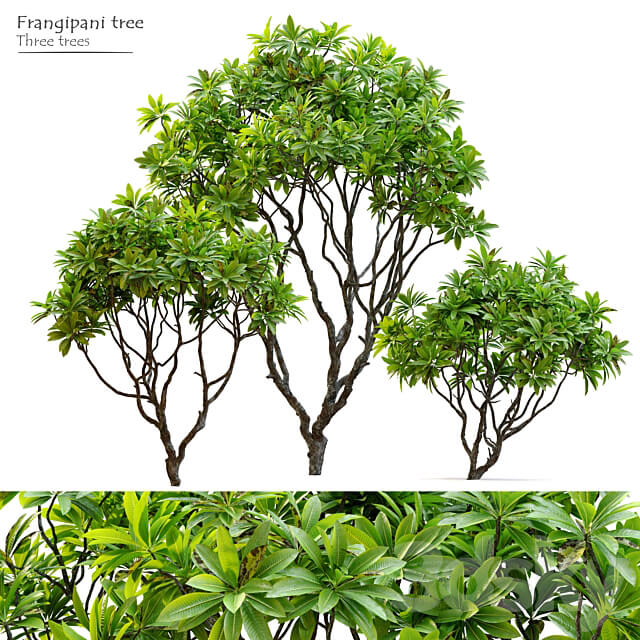 Frangipani tree