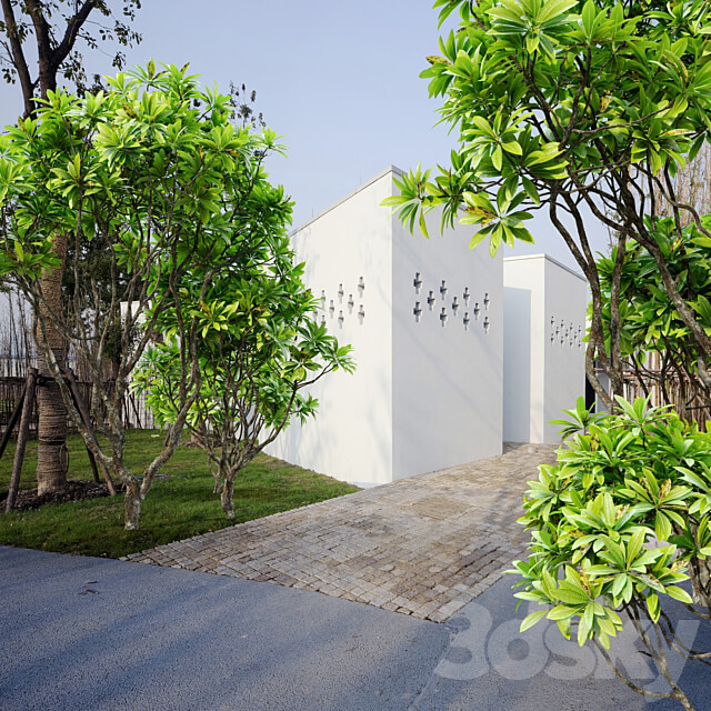 Frangipani tree