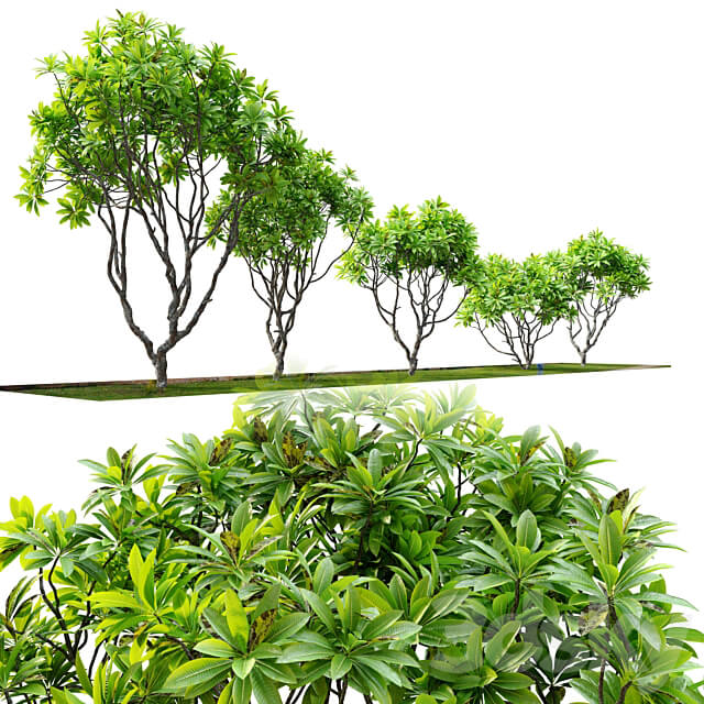 Frangipani tree