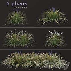 Set of Ophiopogon jaburan Plants Dwarf lilyturf 5 Plants  