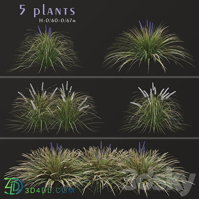 Set of Ophiopogon jaburan Plants Dwarf lilyturf 5 Plants 