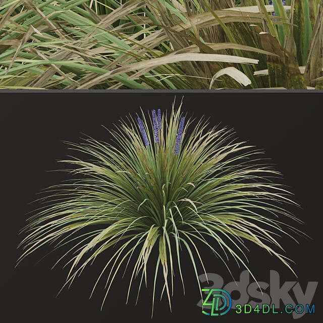Set of Ophiopogon jaburan Plants Dwarf lilyturf 5 Plants 