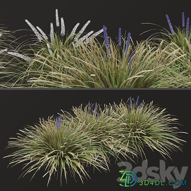 Set of Ophiopogon jaburan Plants Dwarf lilyturf 5 Plants 