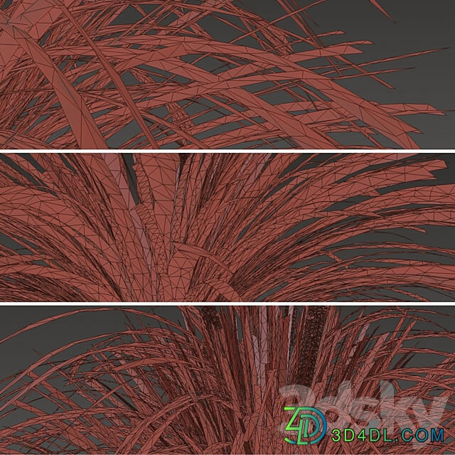 Set of Ophiopogon jaburan Plants Dwarf lilyturf 5 Plants 