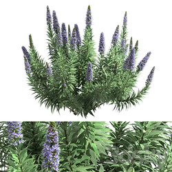 Pride of Madeira Echium candicans 