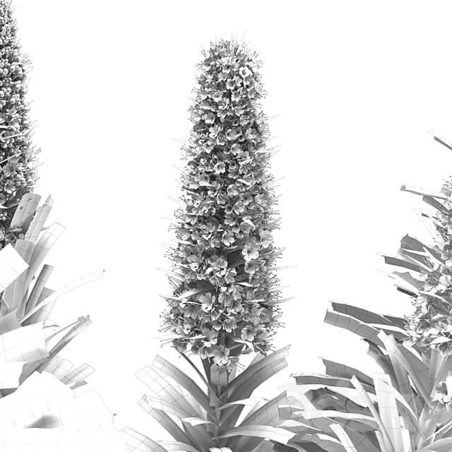 Pride of Madeira Echium candicans