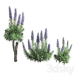 Pride of Madeira Echium candicans 02 