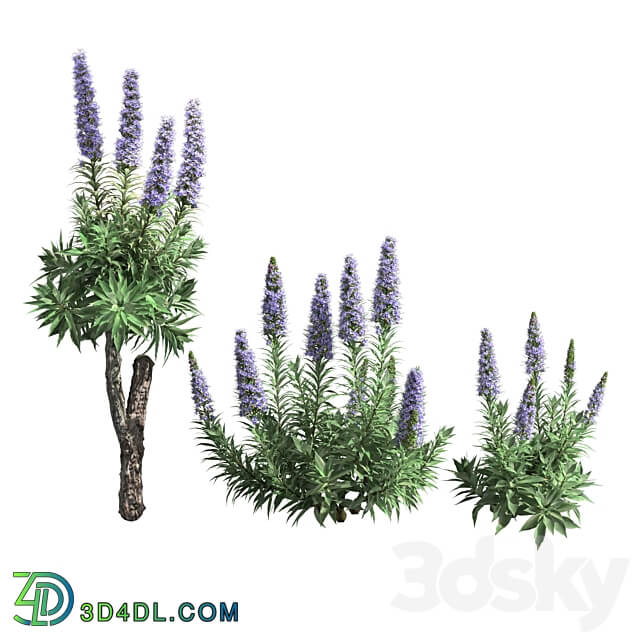 Pride of Madeira Echium candicans 02