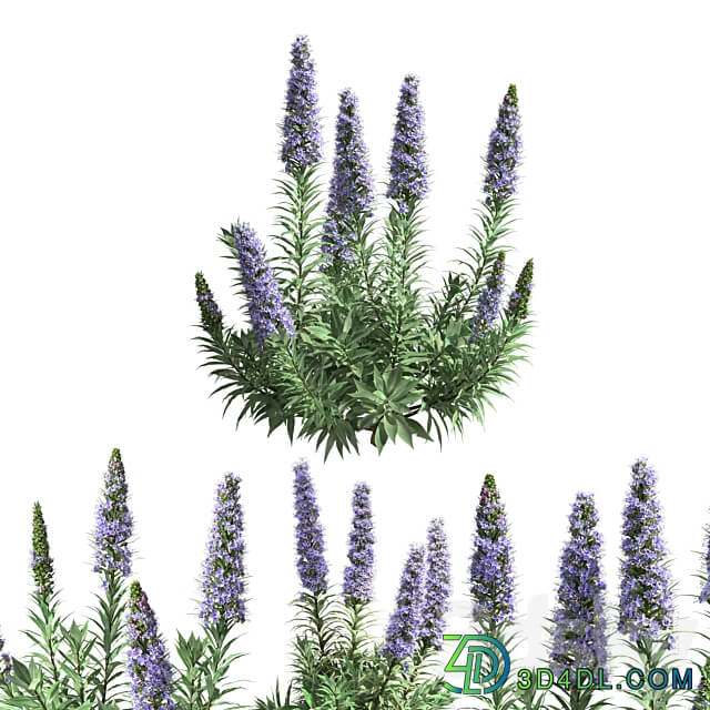 Pride of Madeira Echium candicans 02