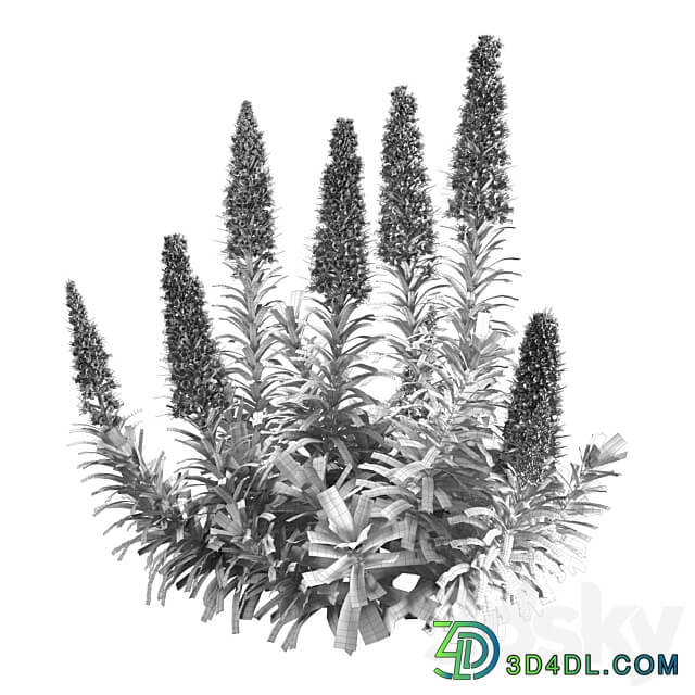 Pride of Madeira Echium candicans 02