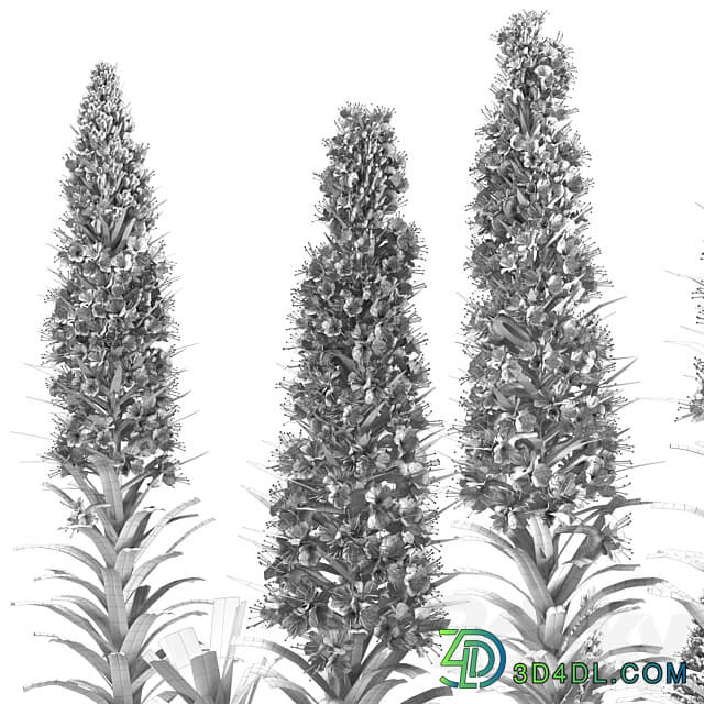 Pride of Madeira Echium candicans 02