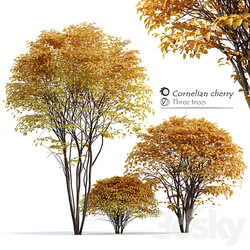 Cornelian cherry 3D Models 3DSKY 