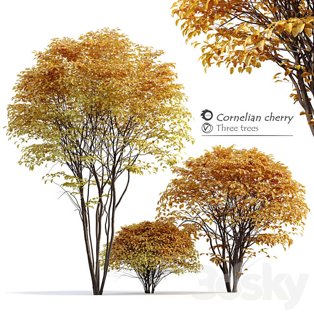 Cornelian cherry 3D Models 3DSKY