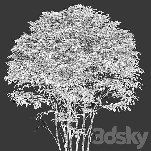 Cornelian cherry 3D Models 3DSKY