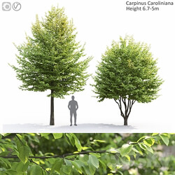 Carpinus Caroliniana 3D Models 3DSKY 