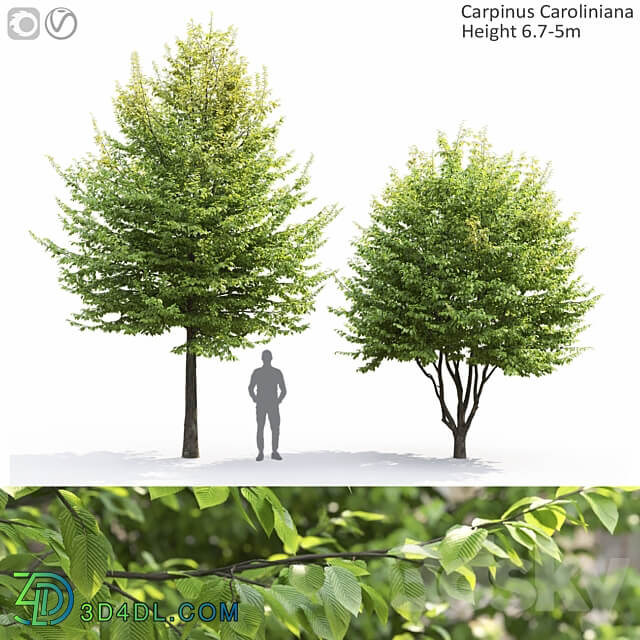 Carpinus Caroliniana 3D Models 3DSKY