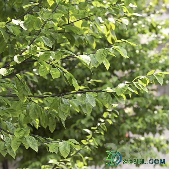 Carpinus Caroliniana 3D Models 3DSKY