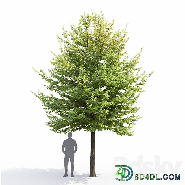 Carpinus Caroliniana 3D Models 3DSKY