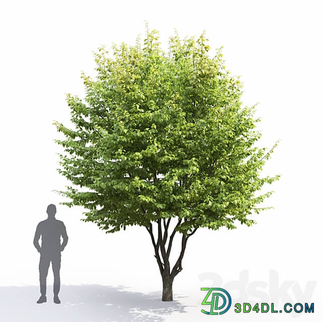 Carpinus Caroliniana 3D Models 3DSKY