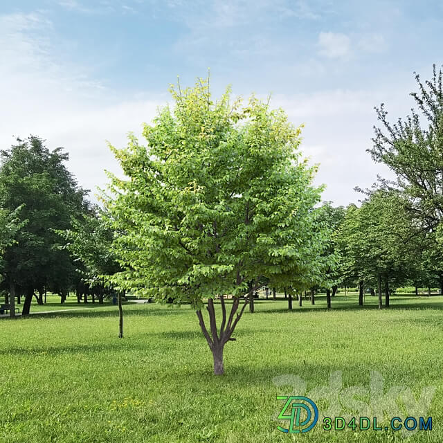 Carpinus Caroliniana 3D Models 3DSKY