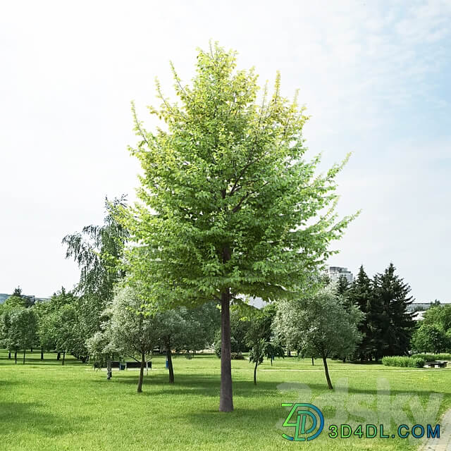Carpinus Caroliniana 3D Models 3DSKY