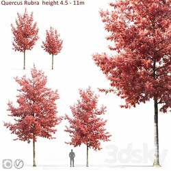 Quercus Rubra 3D Models 3DSKY 
