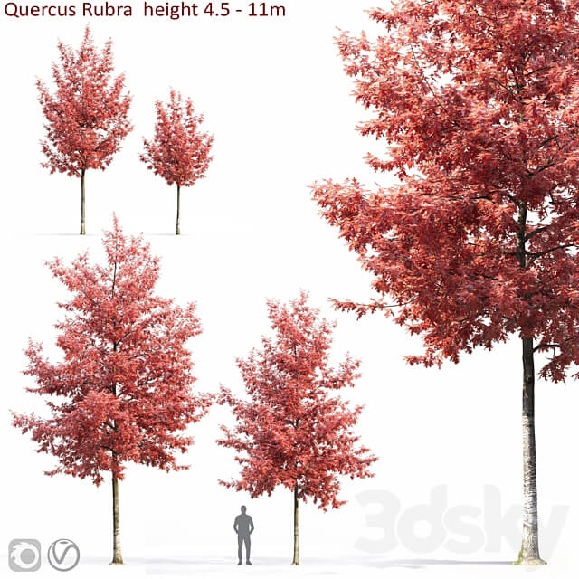 Quercus Rubra 3D Models 3DSKY