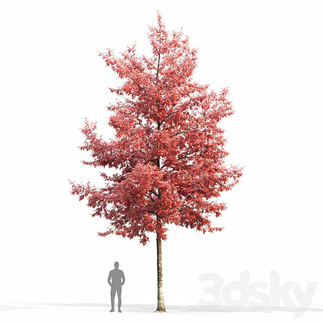 Quercus Rubra 3D Models 3DSKY