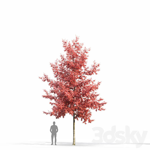 Quercus Rubra 3D Models 3DSKY