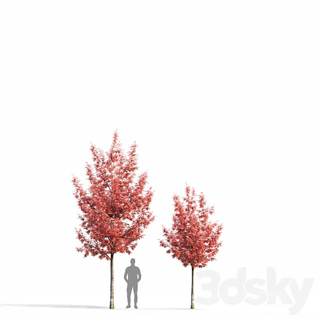 Quercus Rubra 3D Models 3DSKY