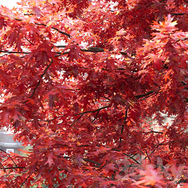 Quercus Rubra 3D Models 3DSKY