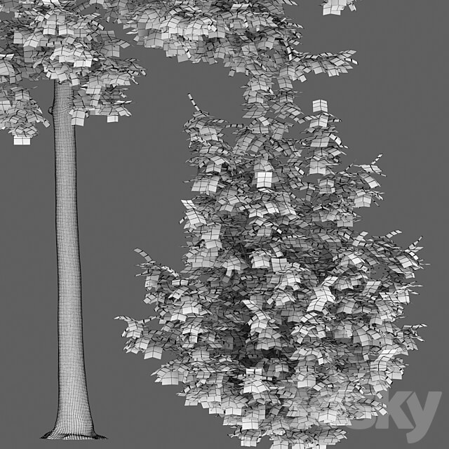 Quercus Rubra 3D Models 3DSKY