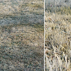 Frosty grass 3D Models 3DSKY 
