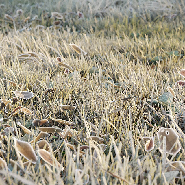 Frosty grass 3D Models 3DSKY
