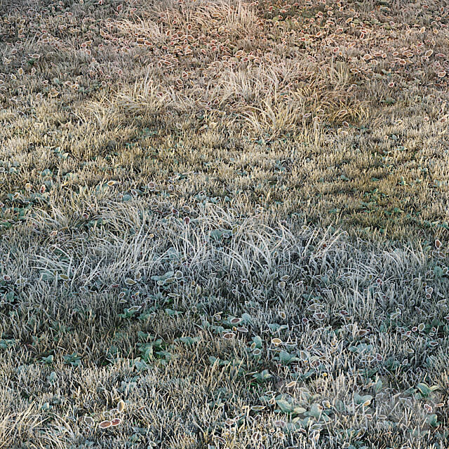 Frosty grass 3D Models 3DSKY