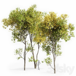 Real Tree Acer Saccharinum Summer Fall 3D Models 3DSKY 