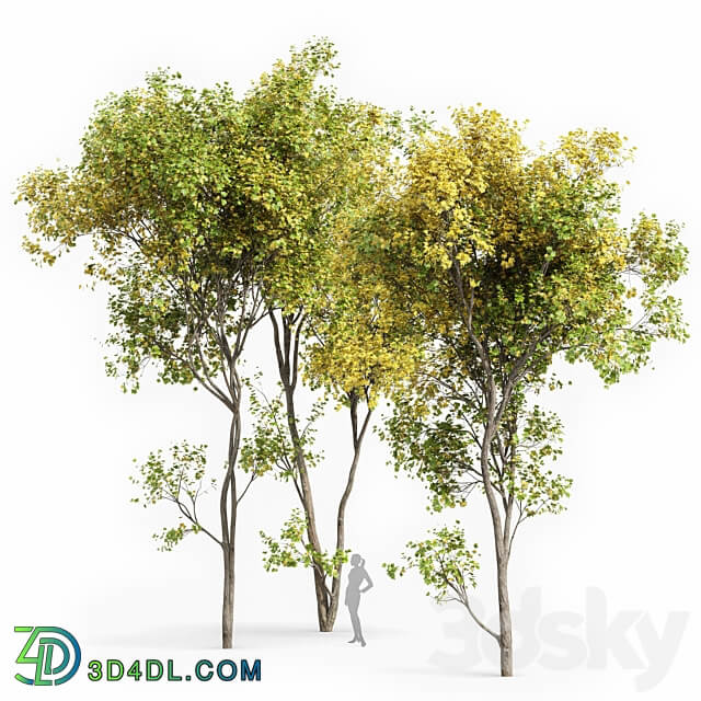 Real Tree Acer Saccharinum Summer Fall 3D Models 3DSKY