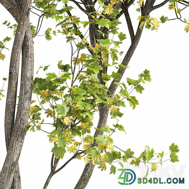Real Tree Acer Saccharinum Summer Fall 3D Models 3DSKY