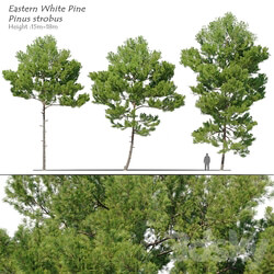 Pinus strobus 2 3D Models 3DSKY 
