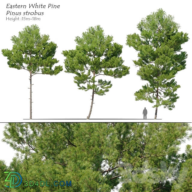 Pinus strobus 2 3D Models 3DSKY