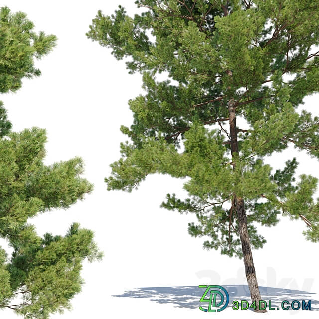 Pinus strobus 2 3D Models 3DSKY