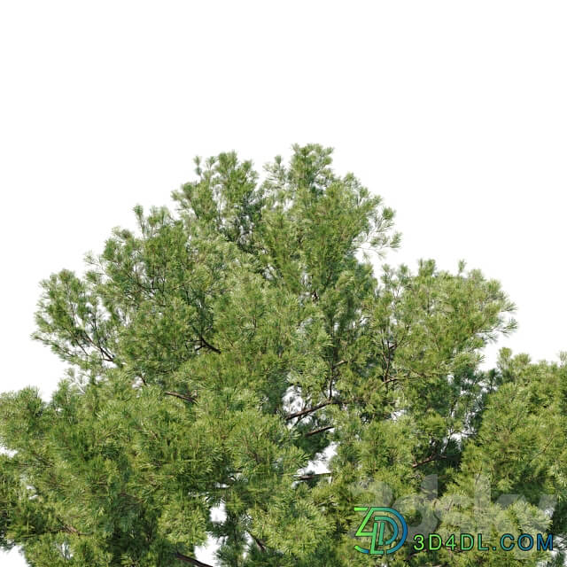 Pinus strobus 2 3D Models 3DSKY