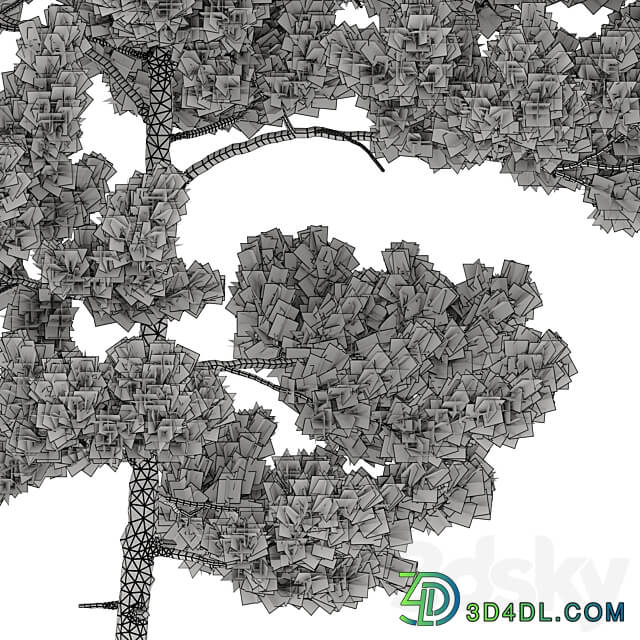 Pinus strobus 2 3D Models 3DSKY