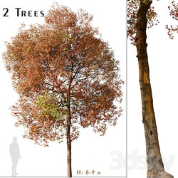 Set of American Sweet Gum Tree Liquidambar styraciflua 2 Trees 3D Models 3DSKY 