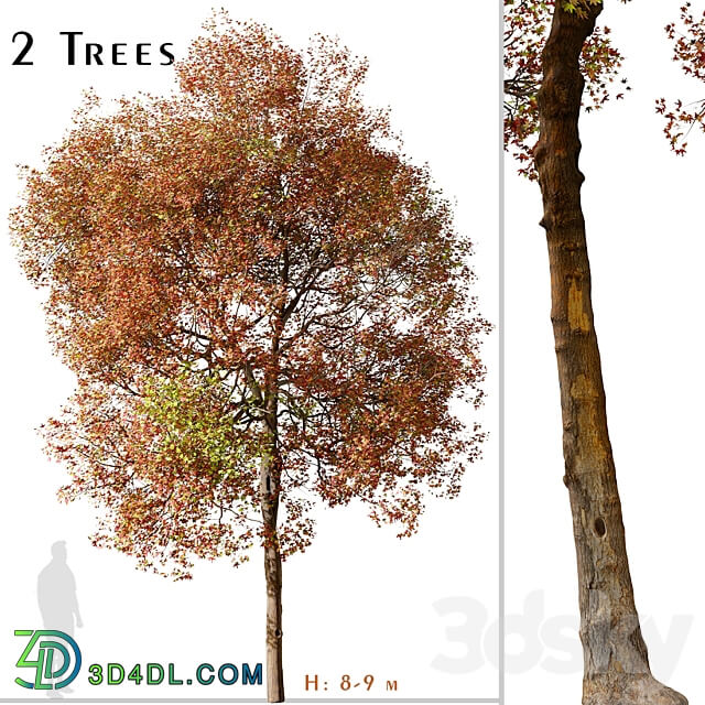 Set of American Sweet Gum Tree Liquidambar styraciflua 2 Trees 3D Models 3DSKY