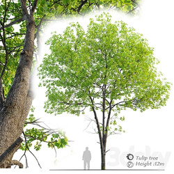 Tulip tree 3D Models 3DSKY 