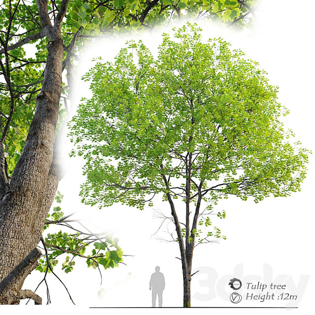 Tulip tree 3D Models 3DSKY