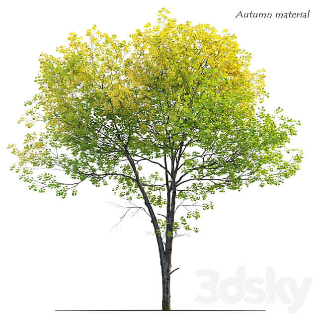Tulip tree 3D Models 3DSKY